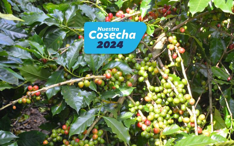 Pequeños caficultores accedieron a financiamiento por Q17 millones