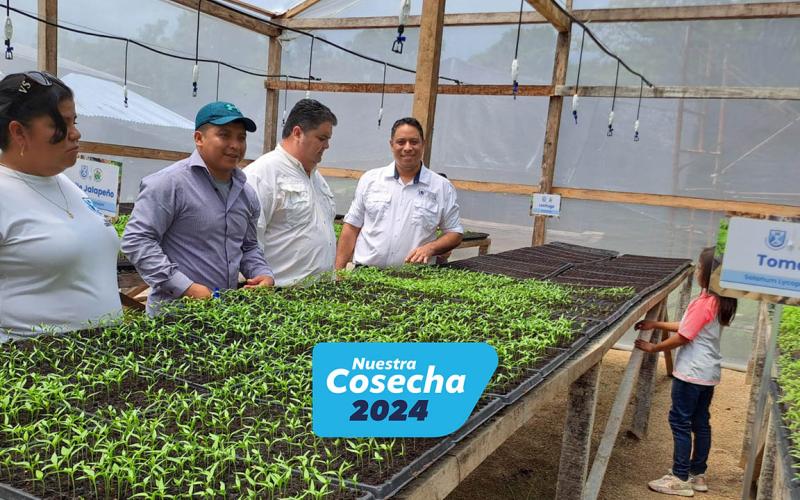 Producción de pilones se incrementa con la inauguración del séptimo invernadero hortícola