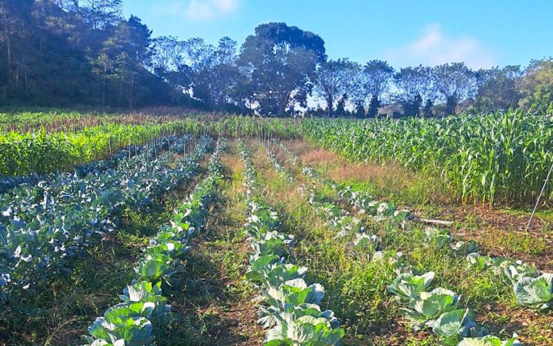 Productores de Nueva Unión Dolores, Petén, reciben asistencia técnica
