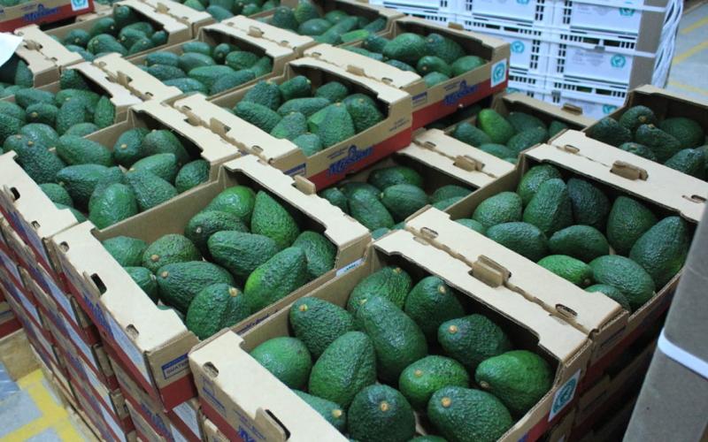 Productores de aguacate Hass capacitados con miras a exportación a EE. UU.