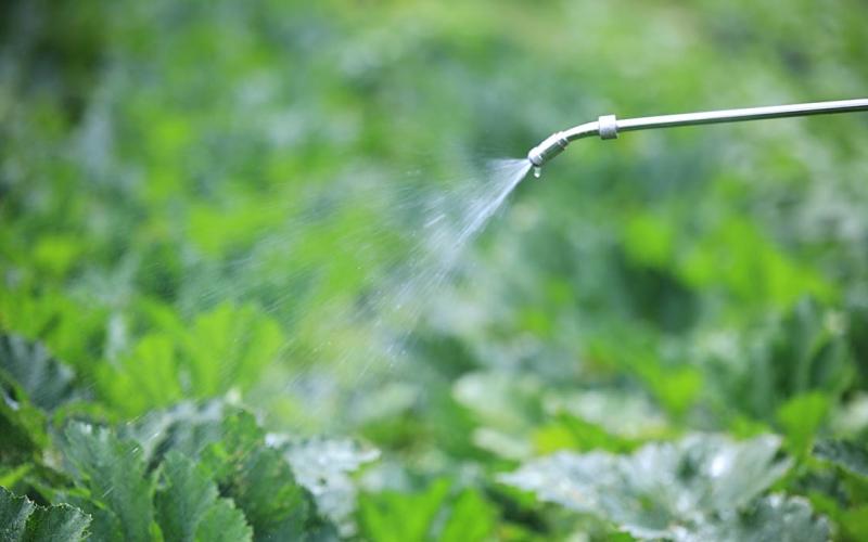 Qué son los insecticidas naturales