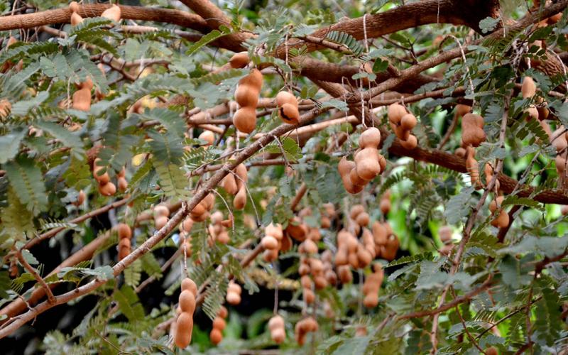 Un árbol de tierra cálida que da frutos refrescantes