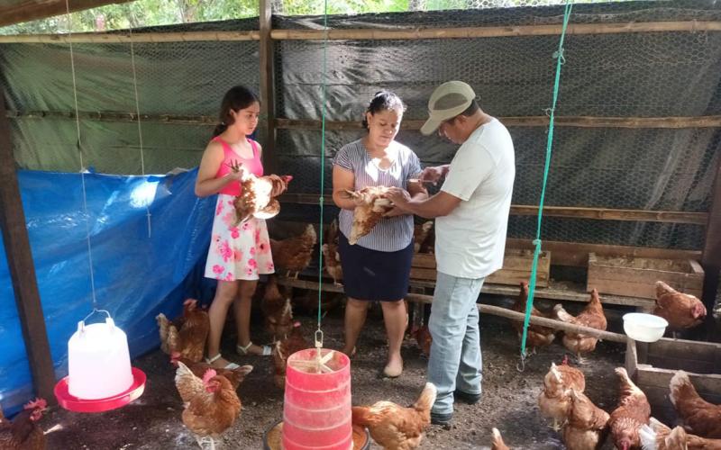 Vacunan aves de postura en Melchor de Mencos