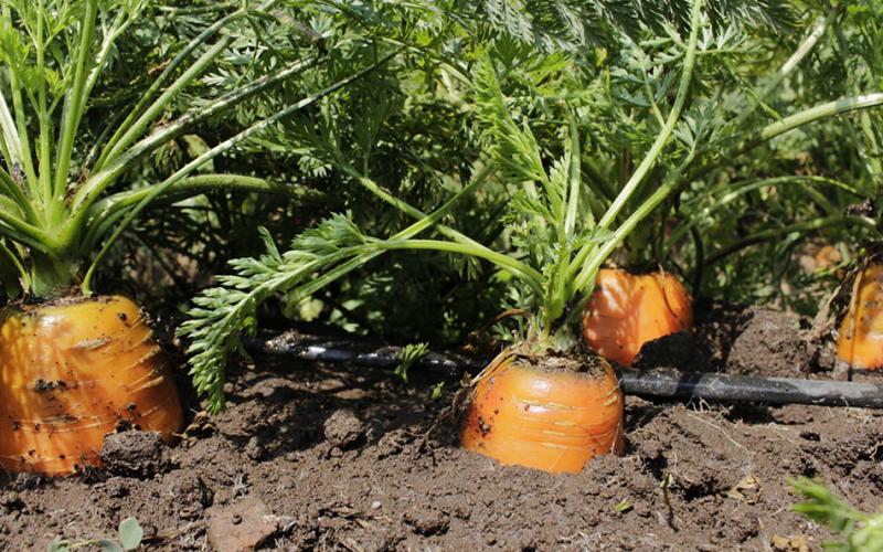 ¿Por qué consumir alimentos con antioxidantes?