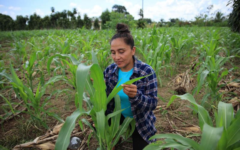 ¿Qué entidades podrán entregar el Crédito Tobanik?