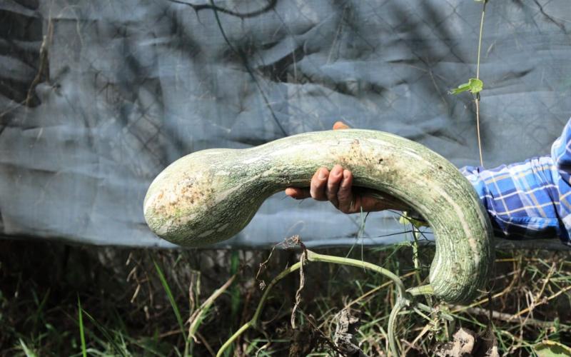 Conozca un poco más del ayote