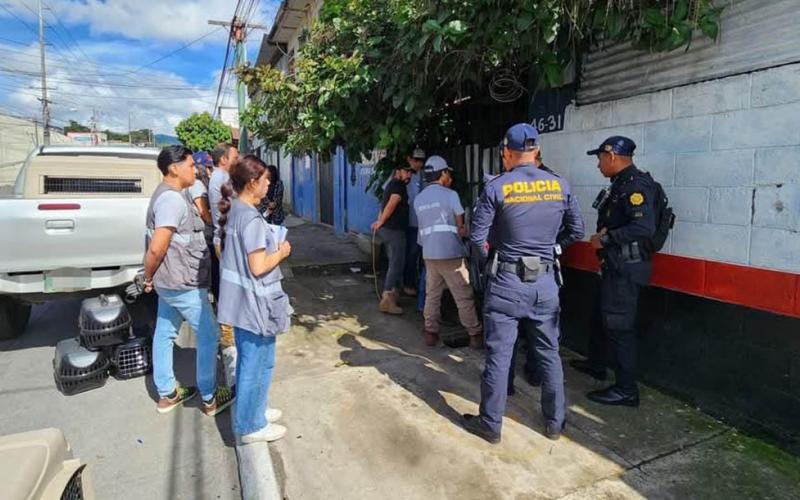 Acciones de la UBA por muertes de gatos en hospital de La Verbena