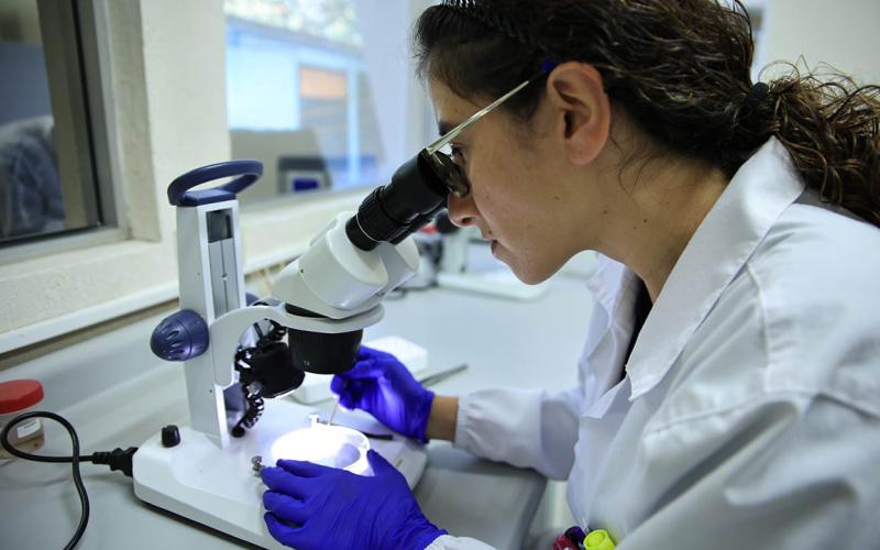 Acciones implementadas mantienen control del Gusano Barrenador del Ganado