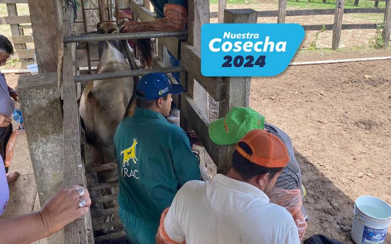 Asistencia técnica bovina a brigadas pecuarias en Petén