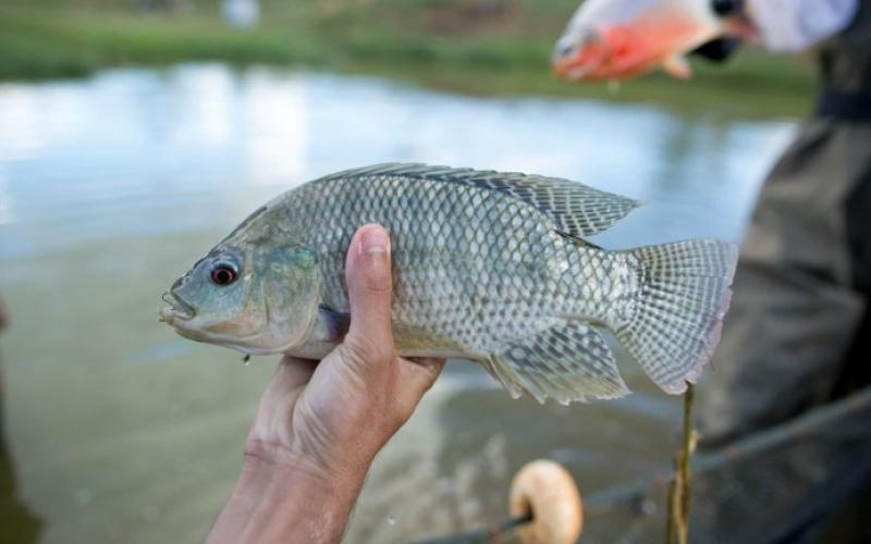 Brindamos alimento adecuado para la producción de tilapia