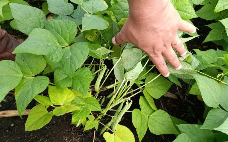 Brindan asistencia a productores de chile pimiento y frijol de Sayaxché