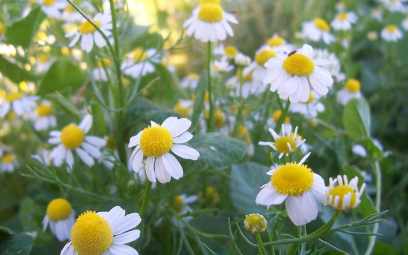 Conozca cuáles son las hierbas aromáticas
