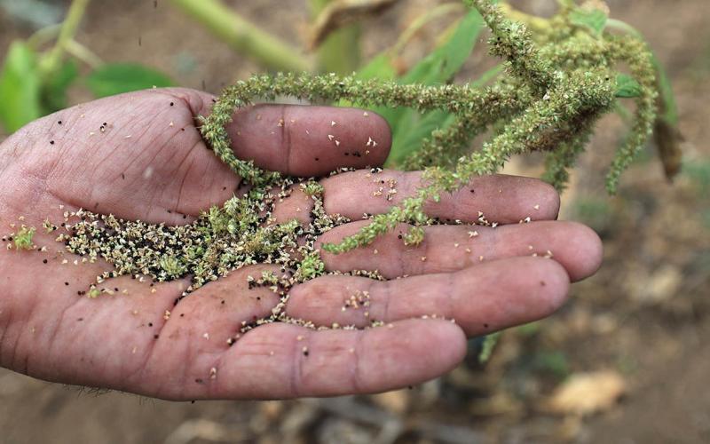 Conozca el amaranto amarillo