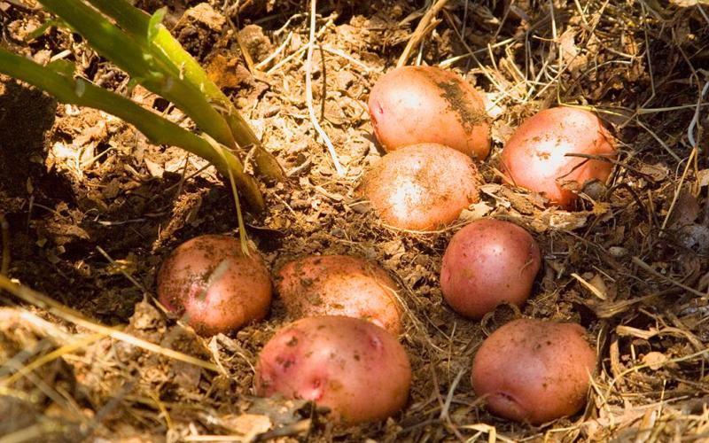 Conozca la papa loman roja