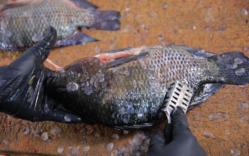 Conozca que es la proteína animal y sus beneficios