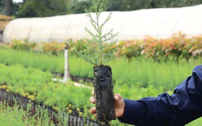 Conozca qué son las cadenas de valor agroforestal