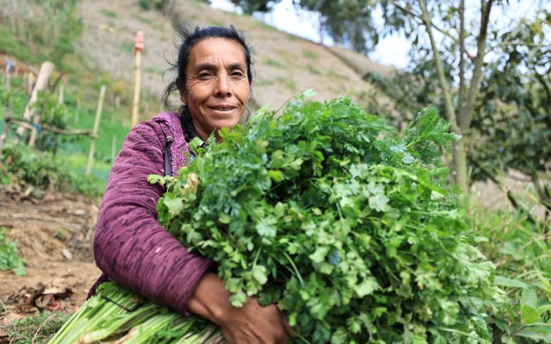 Crédito Tob’anik contará con seguro agrícola