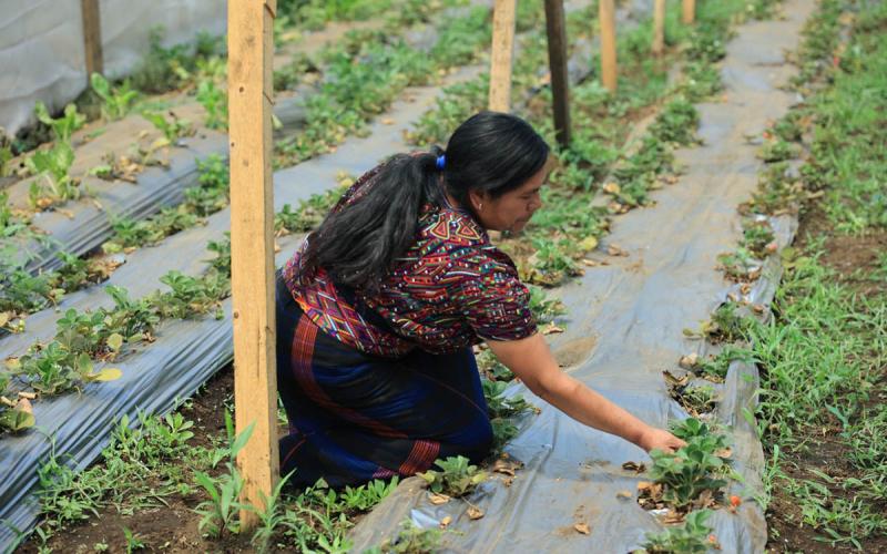 Crédito Tob’anik: Q500 millones disponibles para fortalecer la producción agrícola