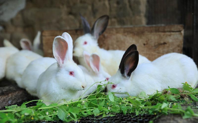 Crece el consumo de carne de conejo
