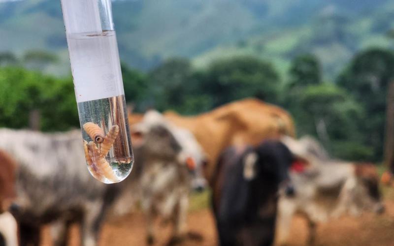 El 75.28% del ganado se ha recuperado de Gusano Barrenador del Ganador