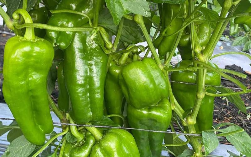 El chile pimiento también es una fuente de antioxidantes