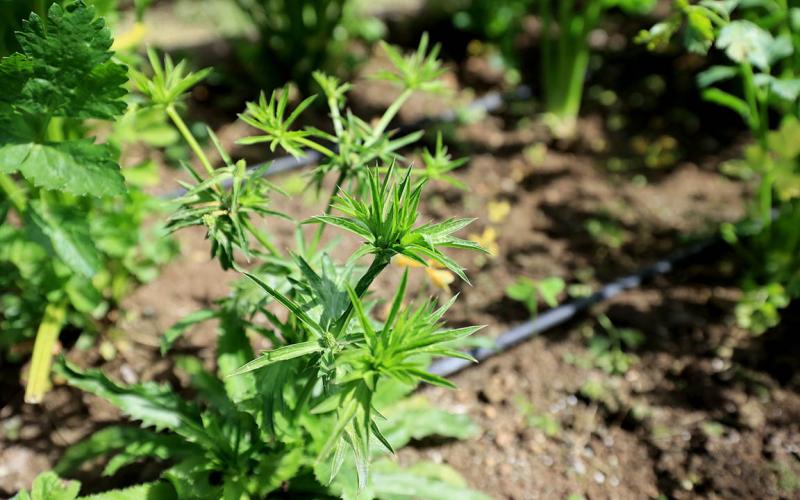 El culantro de monte