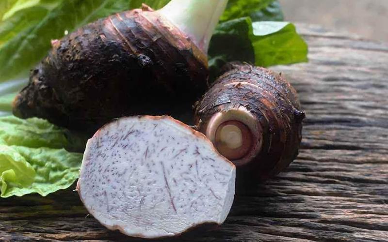 El cultivo de malanga en Guatemala