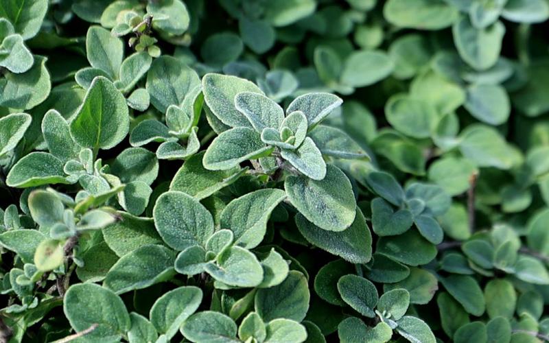 El cultivo de orégano crece en el país