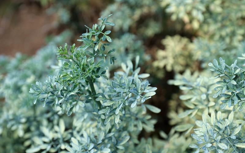 El cultivo de ruda en Guatemala