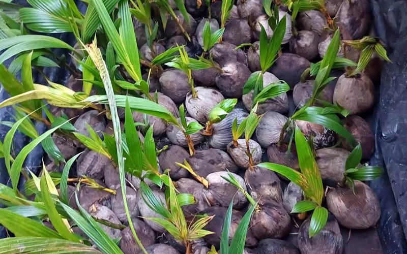 El cultivo del coco en Guatemala