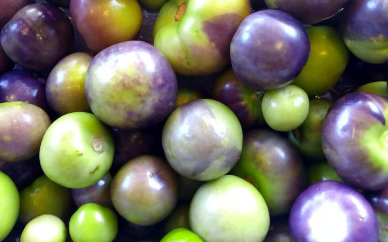 El miltomate un ingrediente culinario muy apreciado 