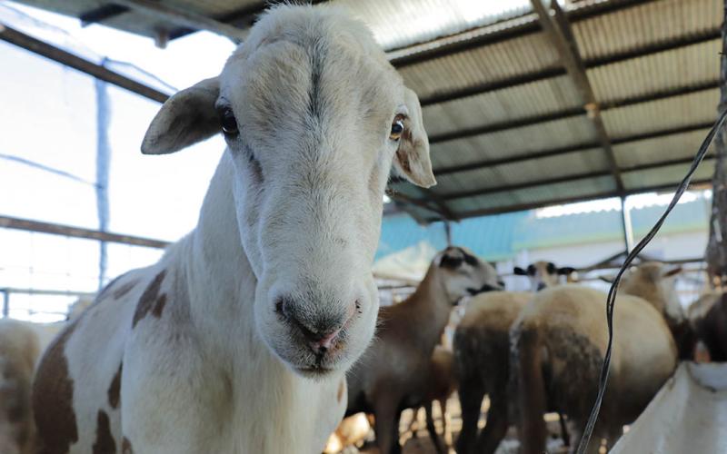 El uso de la genética animal para mejora del ganado