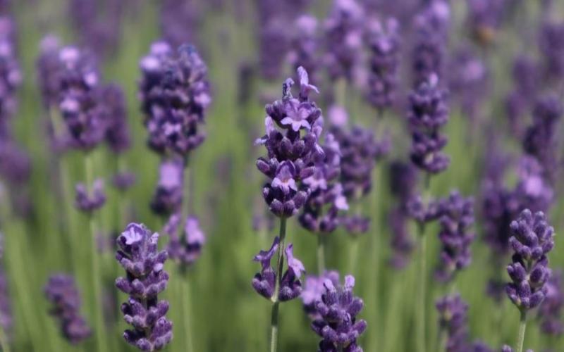 En Guatemala se cultiva una planta aromática muy apreciada