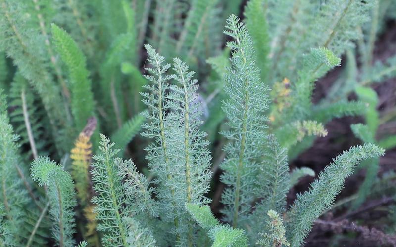 Esta planta se utiliza como antiinflamatorio, cicatrizante y aliviar problemas digestivos