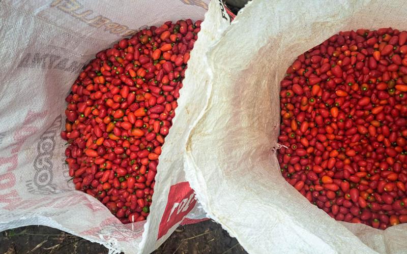 Familias rurales de Dolores cosechan 30 quintales de chile Cobán