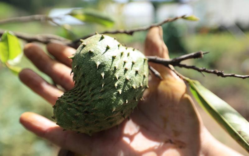 Guanaba o guanábana