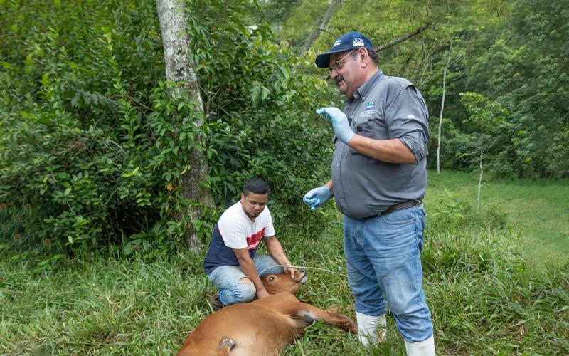 Guatemala mantiene control del Gusano Barrenador del Ganado 
