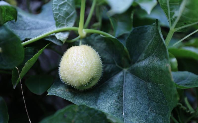 Este es el primo del güisquil