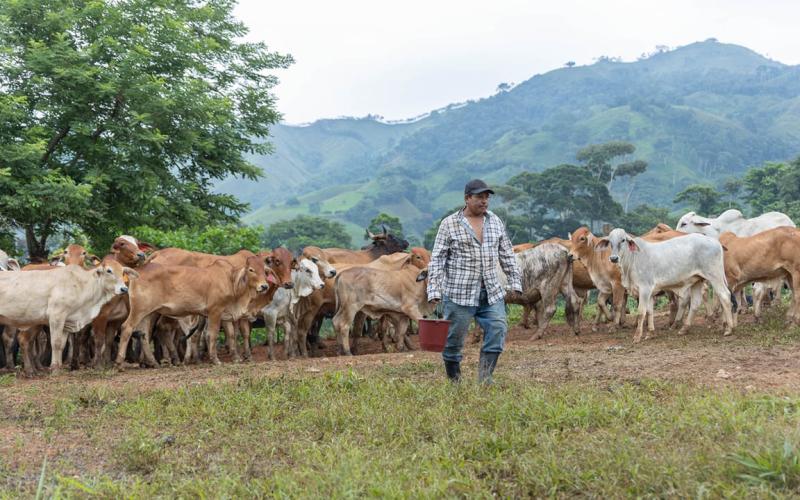 Gusano Barrenador: 75.36% del ganado recuperado 