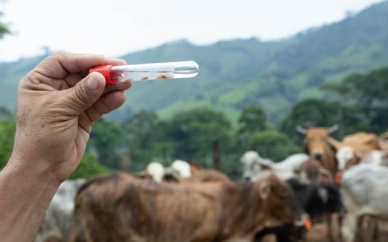 Acciones preventivas mantienen control del Gusano Barrenador del Ganado