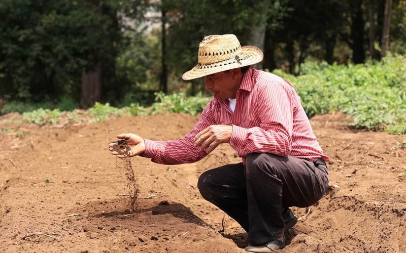 Importancia de conocer el tipo de suelo para los cultivos