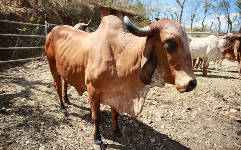 Iniciarán jornadas de vacunación para prevenir la rabia bovina