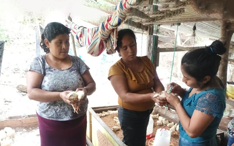 Jornada de vacunación avícola en comunidades de Melchor de Mencos