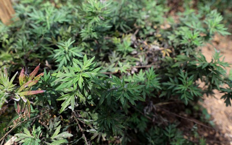 La Hierba de San Juan guatemalteca