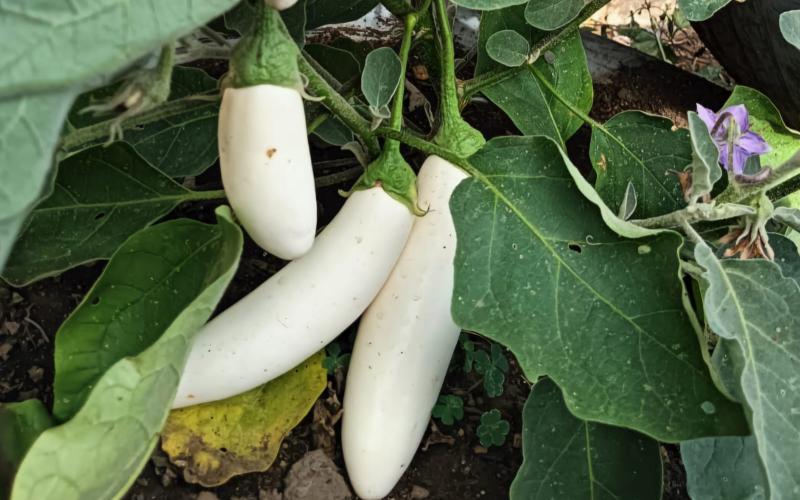 La berenjena blanca