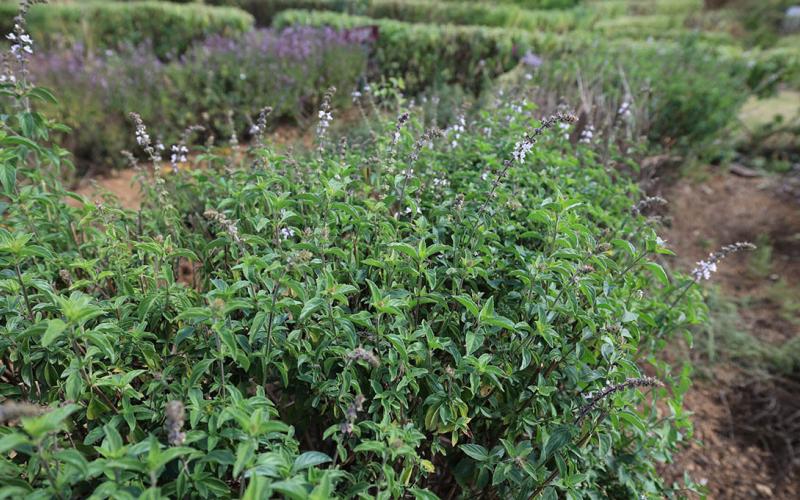 La infusión de albahaca silvestre disminuye el dolor de cabeza