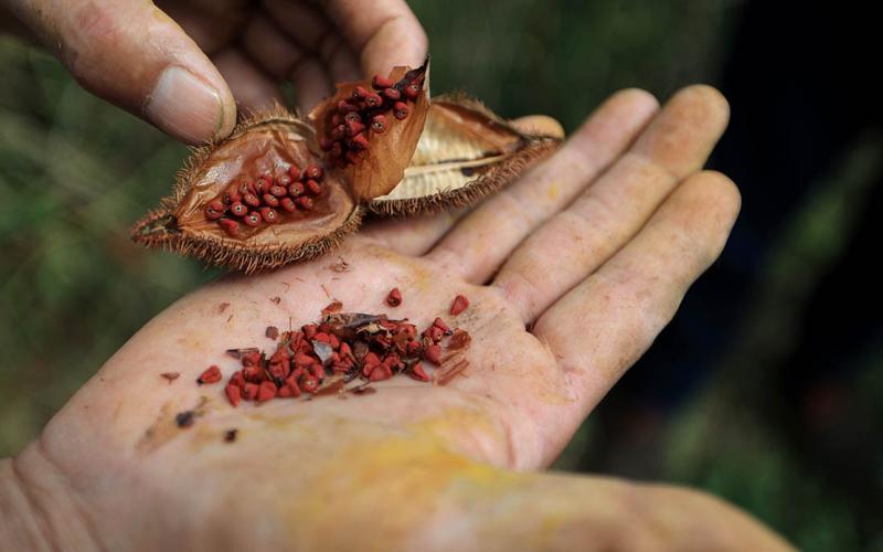 La planta que da color a los adobos