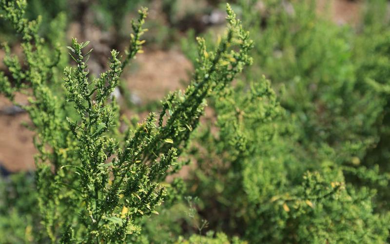 La planta que da sabor a los frijoles