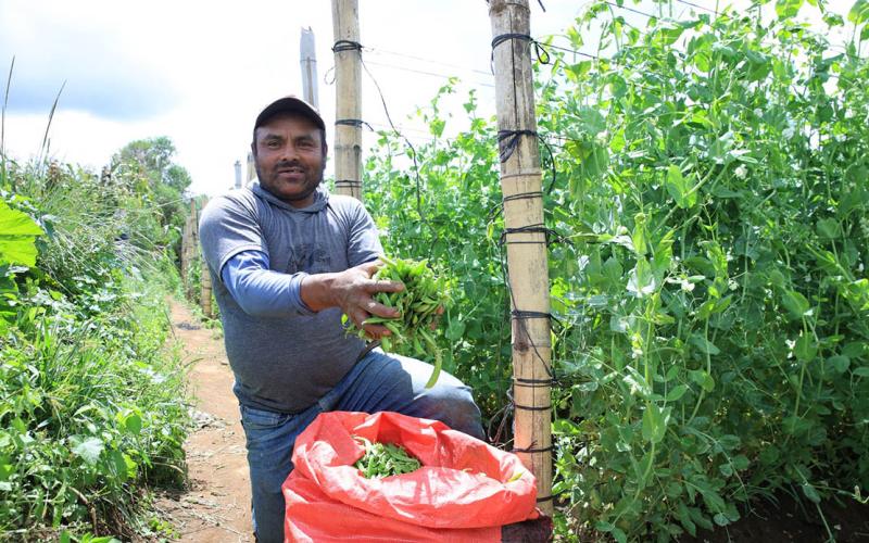 Los beneficios de la arveja china 