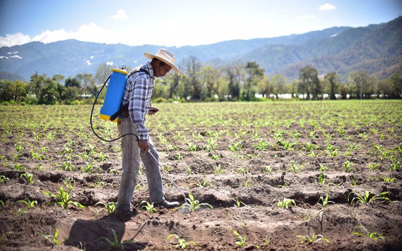 Nutrir y proteger a las plantas